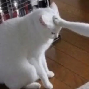 Meet your Posher, Sofia